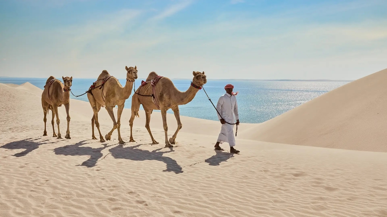 A camel handler leading three camels across white sand dunes beside the blue waters of Khor Al Adaid during a desert safari in Doha, Qatar